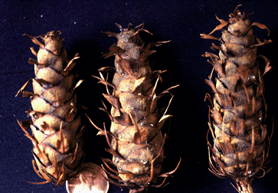 P. menziesii (cones)