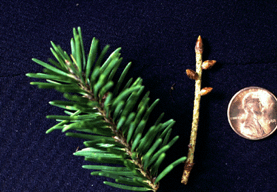 P. menziesii (needles)