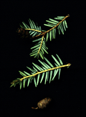 T. canadensis (needles)