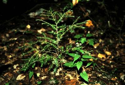T. canadensis (seedling)