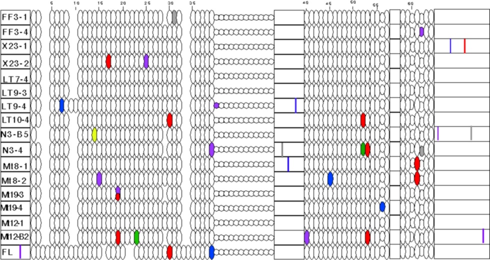 flag protein sequence