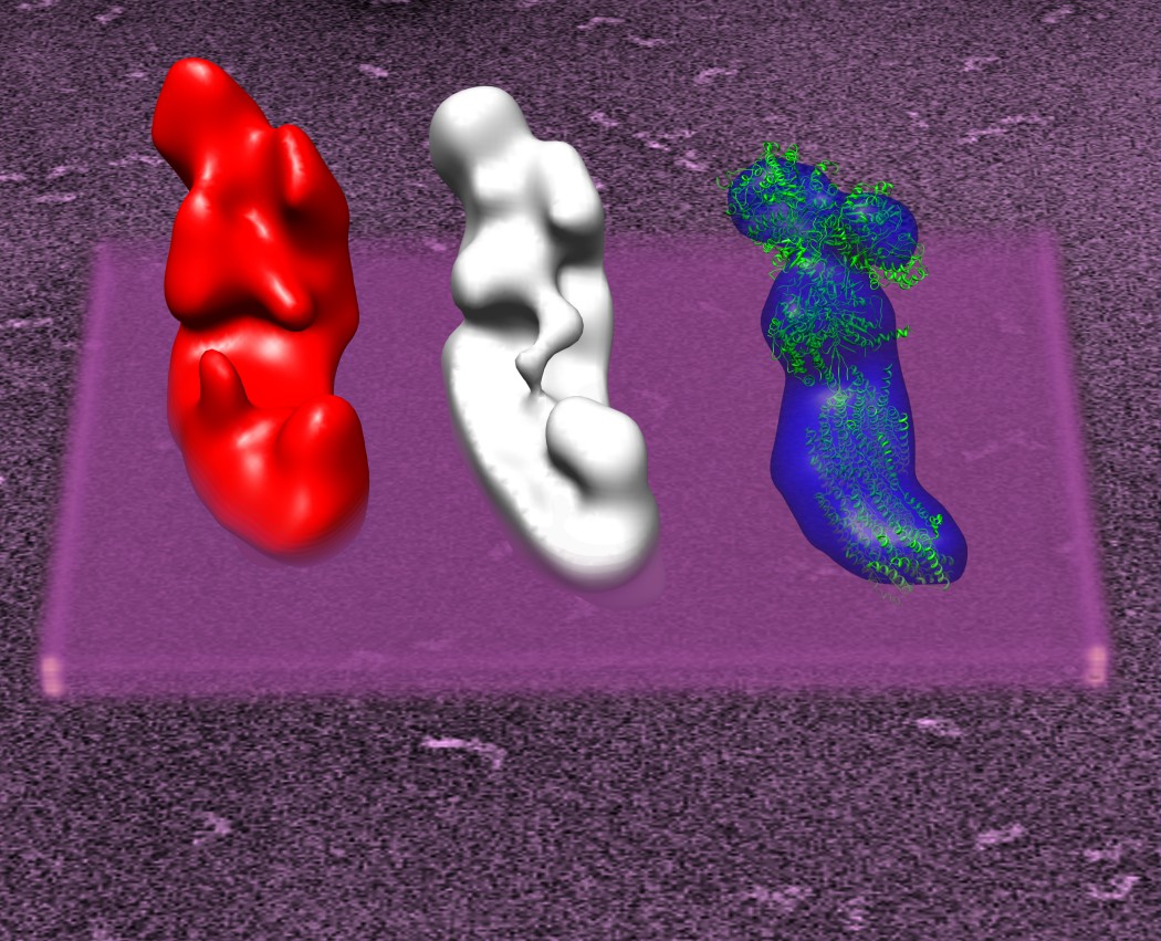 NADH dehydrogenase 