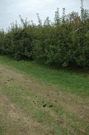 Apple orchards are within an arm's reach throughout the county