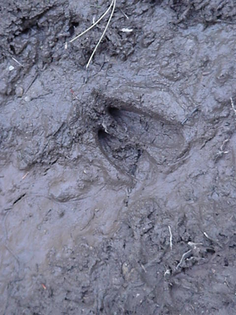 deer print