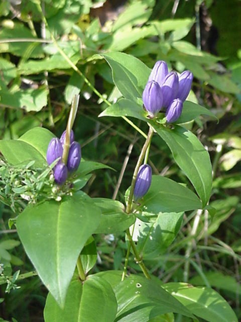 gentian