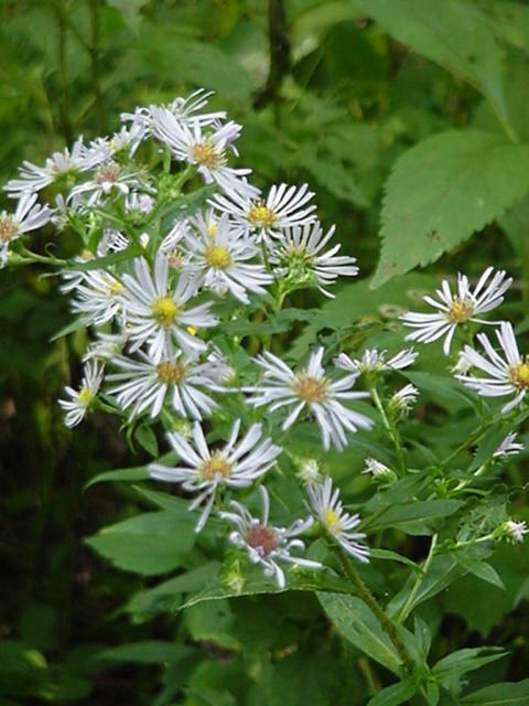 wood aster