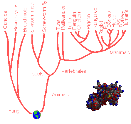 Phylogenetic Tree